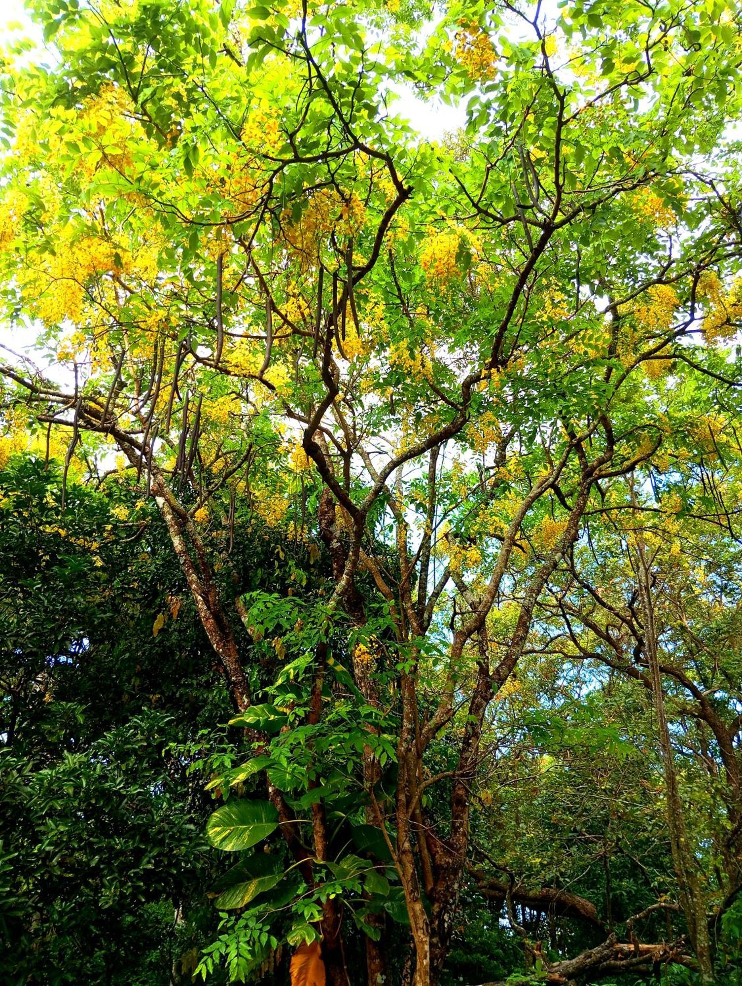 Holly Flowers Villa Sigiriya Bagian luar foto